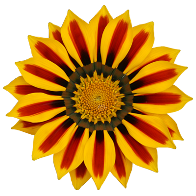 gazania-image